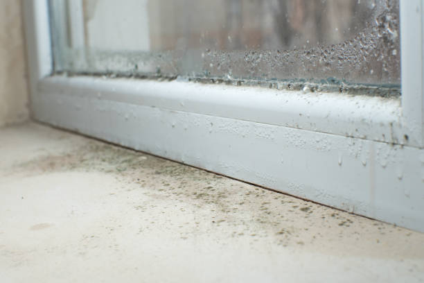 Mold Odor Removal Services